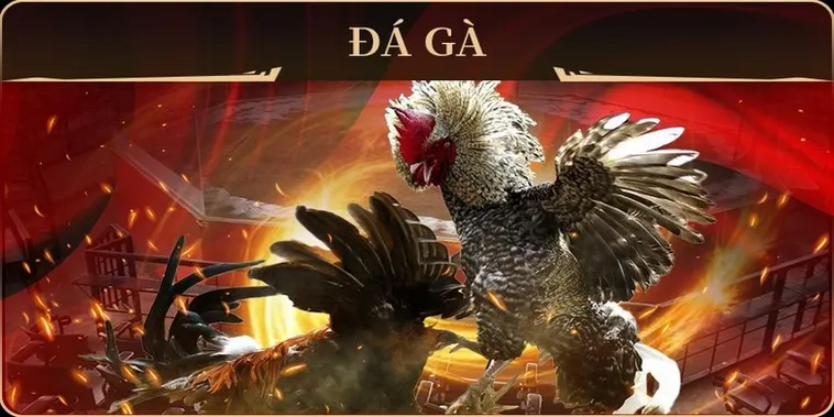 Hướng Dẫn Cách Chơi Đá Gà GA28 Tại Gi8 Từ Cơ Bản Đến Nâng Cao