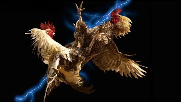 Đá Gà Gi8 Sân Chơi Đỉnh Cao Trải Nghiệm Cá Cược Uy Tín